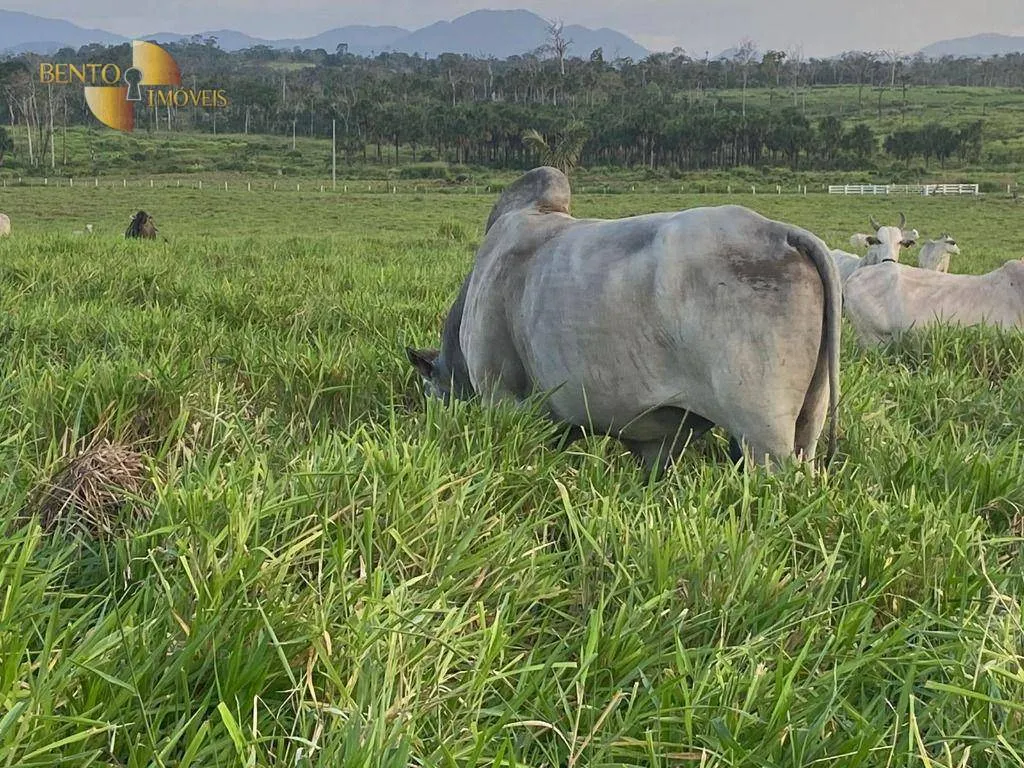 Fazenda à venda de 900 ha em Rorainópolis, RR, Brasil