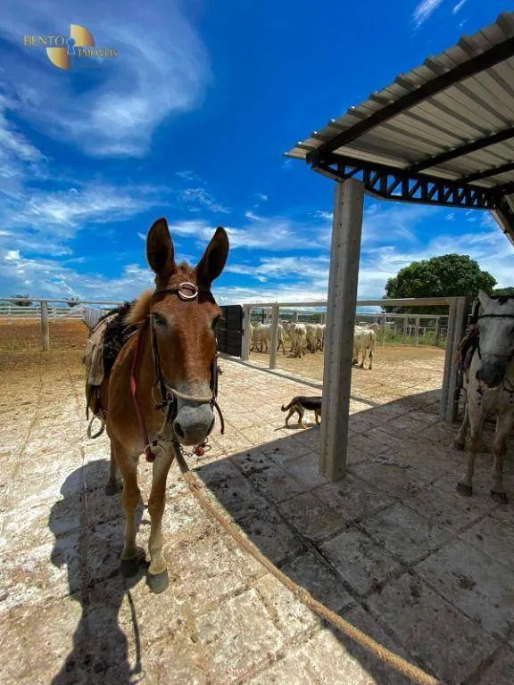 Fazenda à venda de 900 ha em Rorainópolis, RR, Brasil