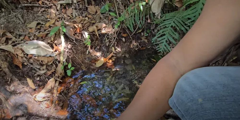 Chácara à venda de 3 ha em Tomazina, PR, Brasil