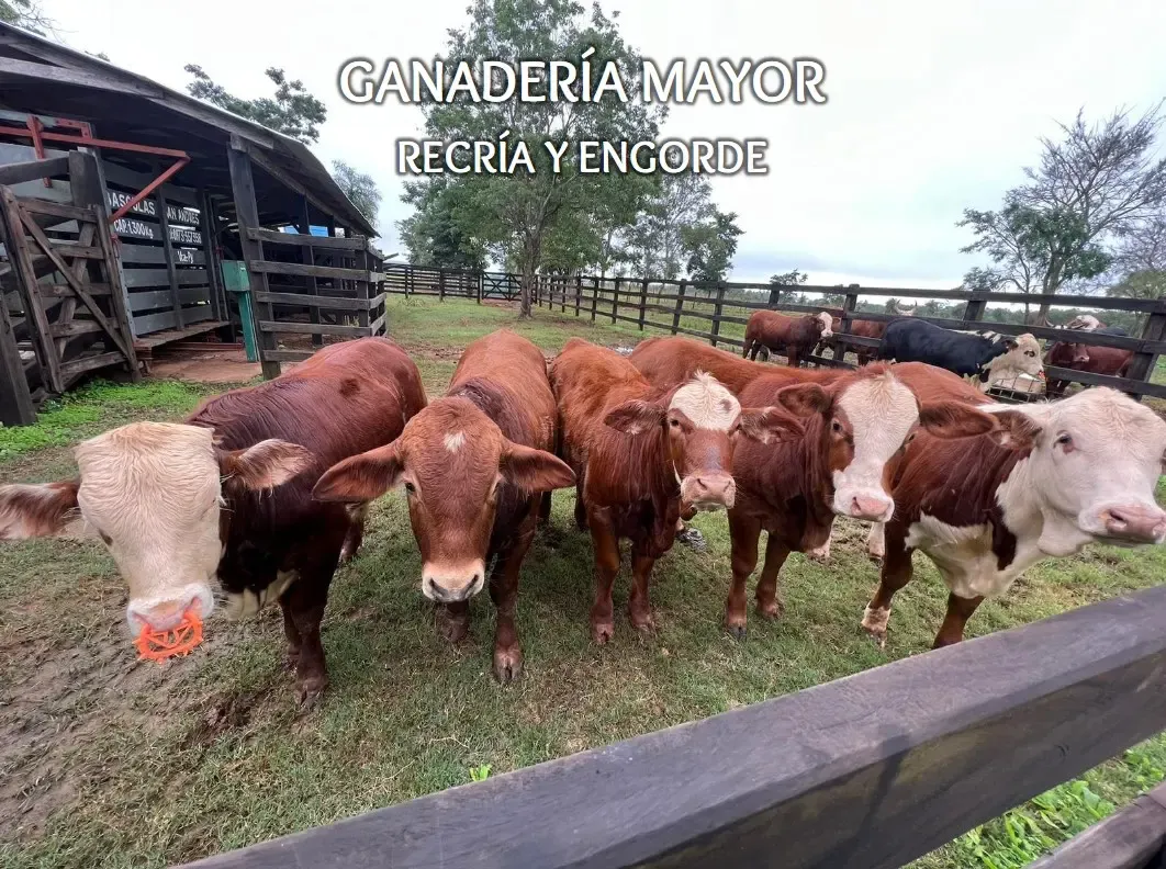 Comercial à venda de 53 ha em Itacurubí de la Cordillera, Paraguai