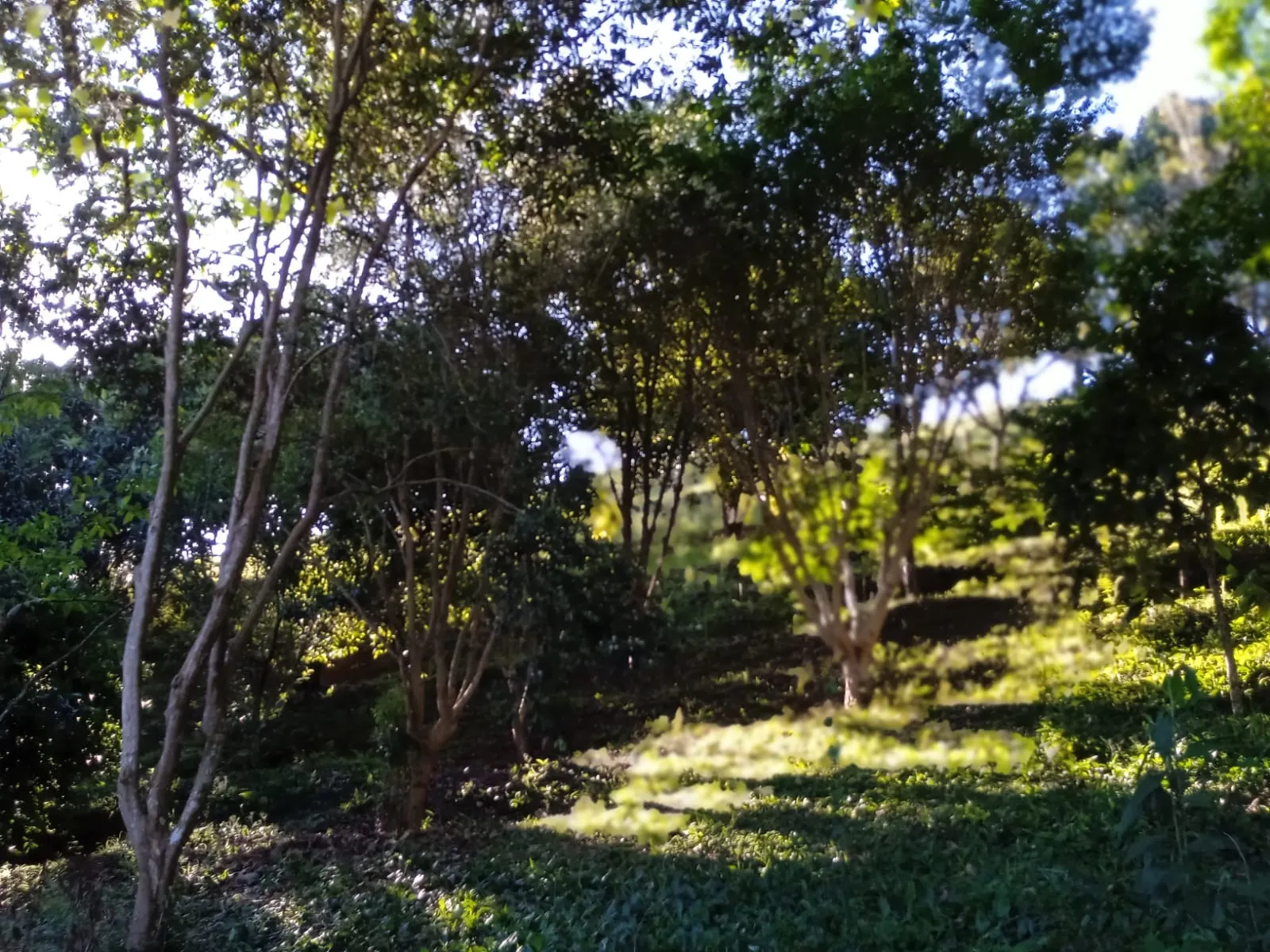 Sítio à venda de 3 ha em Paraibuna, SP, Brasil