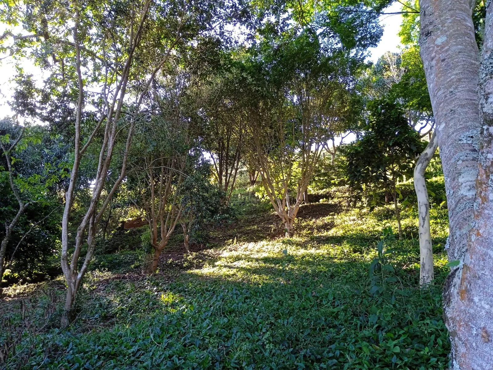 Sítio à venda de 3 ha em Paraibuna, SP, Brasil