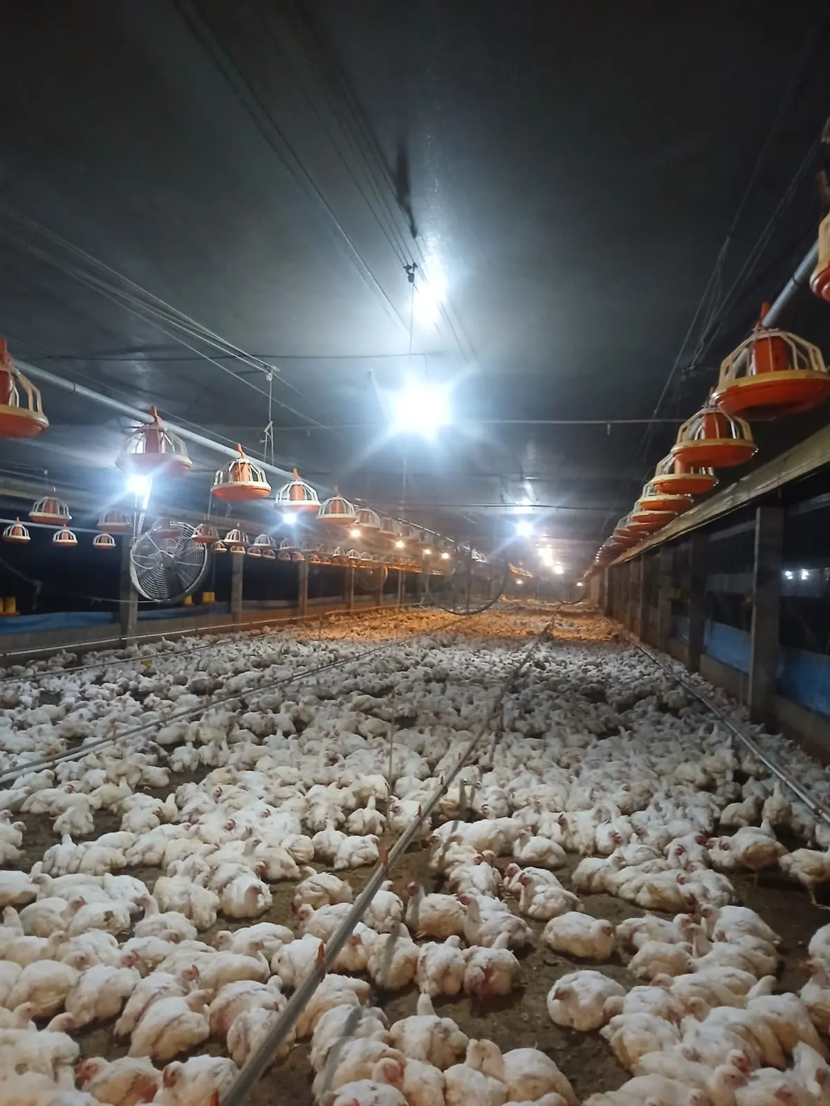 Sítio à venda de 5 ha em São Pedro, SP, Brasil