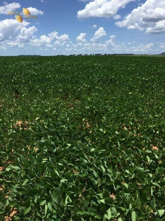 Fazenda à venda e para Arrendar de 5.200 ha em Brasnorte, MT, Brasil
