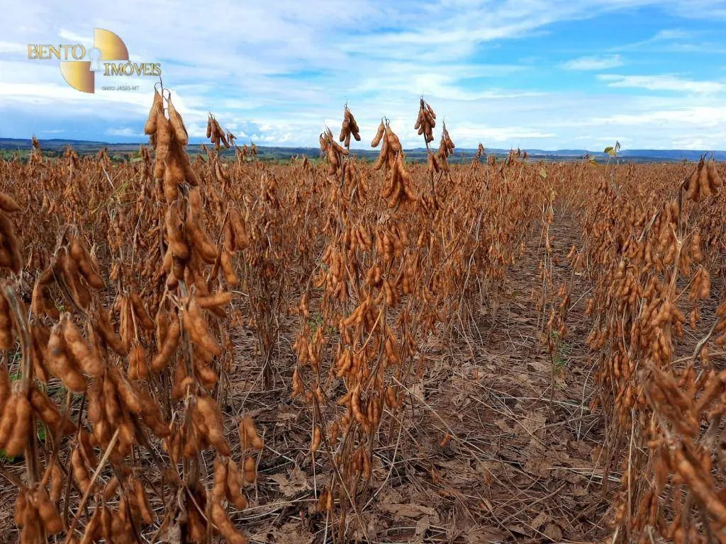 Fazenda à venda e para Arrendar de 5.200 ha em Brasnorte, MT, Brasil