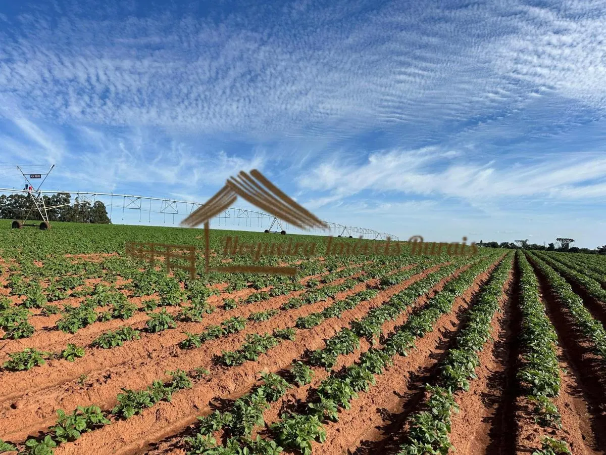 Fazenda à venda de 210 ha em Paranapanema, SP, Brasil