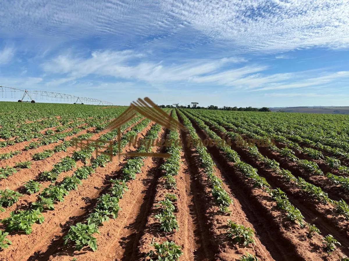 Fazenda à venda de 210 ha em Paranapanema, SP, Brasil