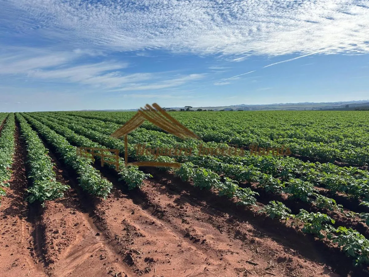 Fazenda à venda de 210 ha em Paranapanema, SP, Brasil