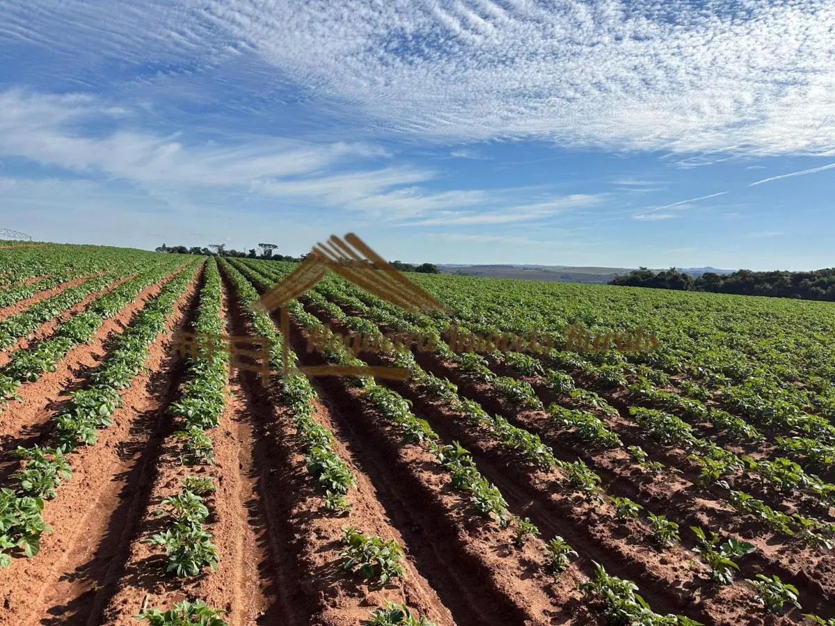 Fazenda à venda de 210 ha em Paranapanema, SP, Brasil