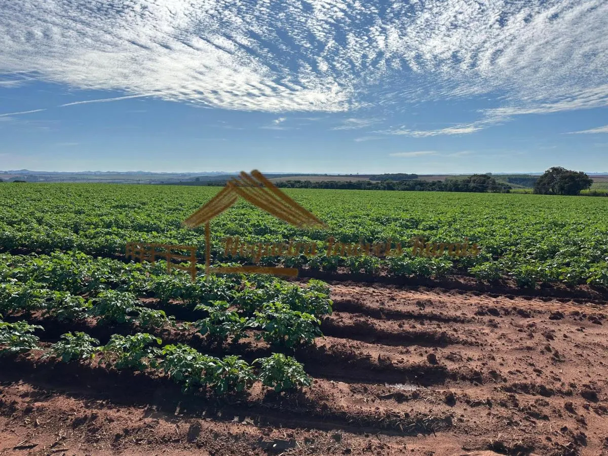 Fazenda à venda de 210 ha em Paranapanema, SP, Brasil