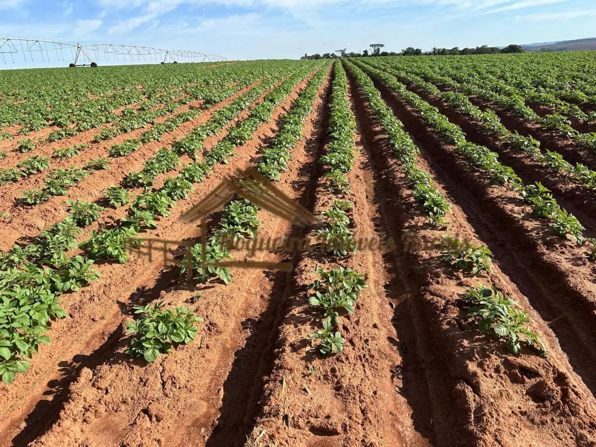 Fazenda à venda de 210 ha em Paranapanema, SP, Brasil
