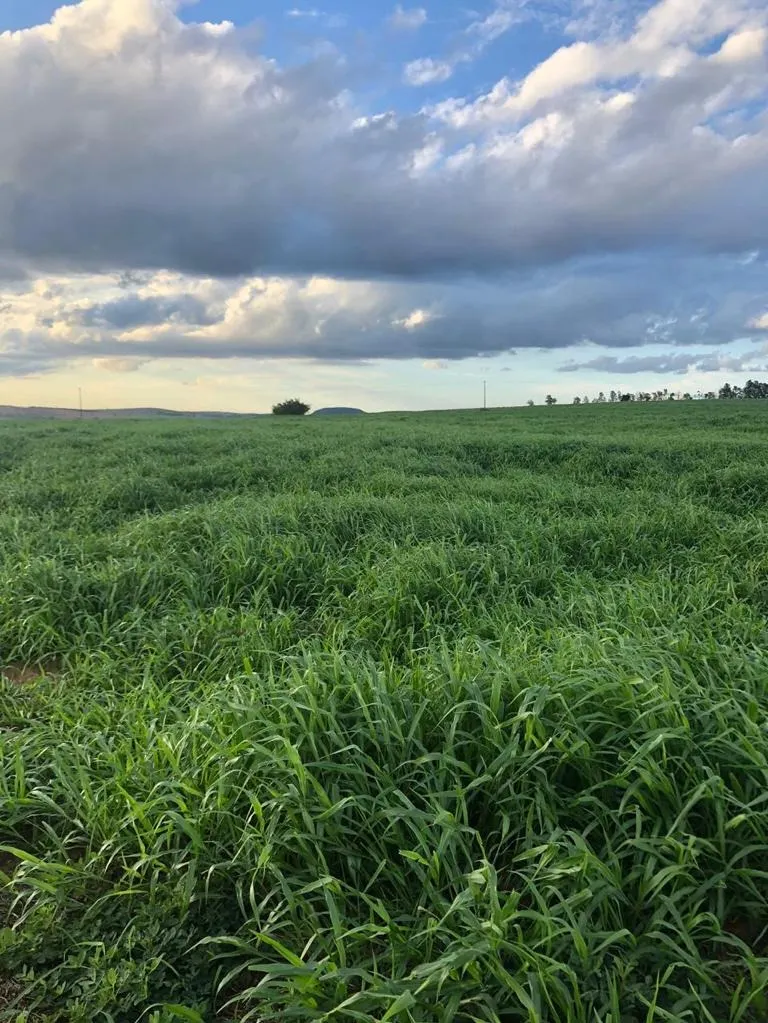 Farm for sale of 7,140 acres in Pompéia, SP, Brazil