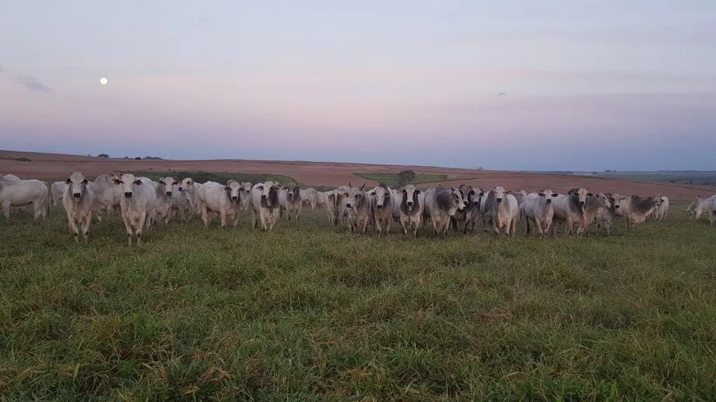 Farm for sale of 7,140 acres in Pompéia, SP, Brazil