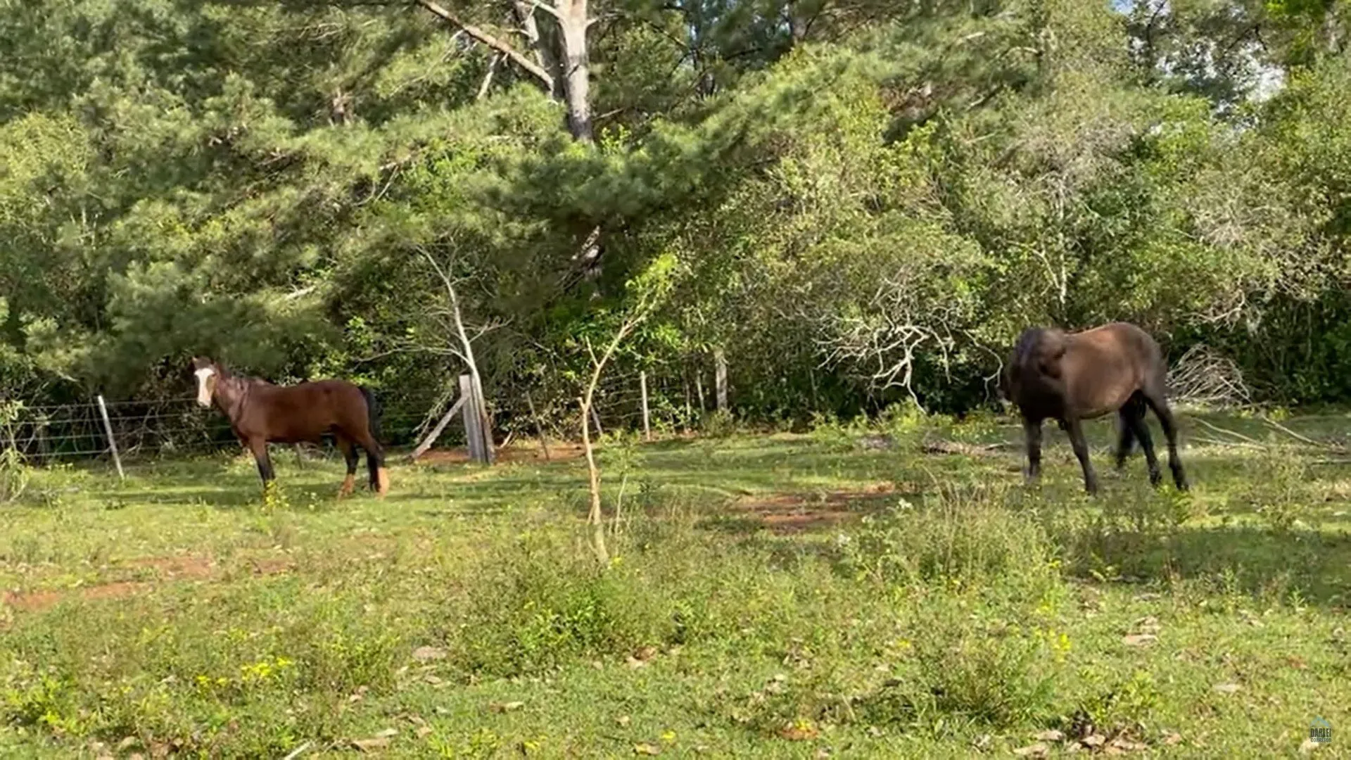 Small farm for sale of 74 acres in Taquara, RS, Brazil