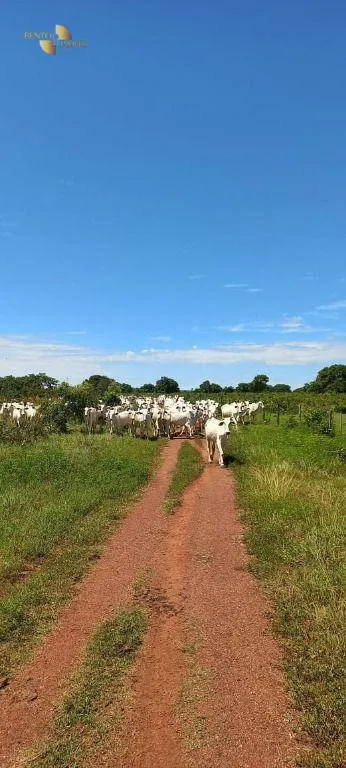 Fazenda à venda de 2.200 ha em Rosário Oeste, MT, Brasil