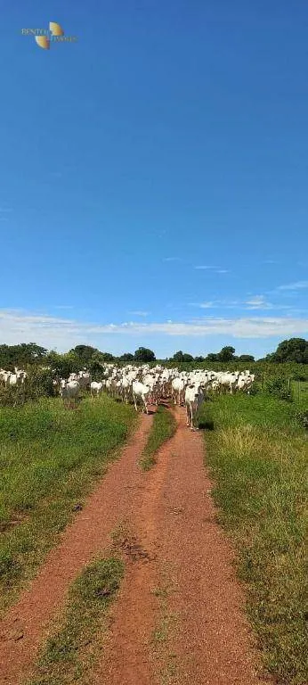 Fazenda à venda de 2.200 ha em Rosário Oeste, MT, Brasil