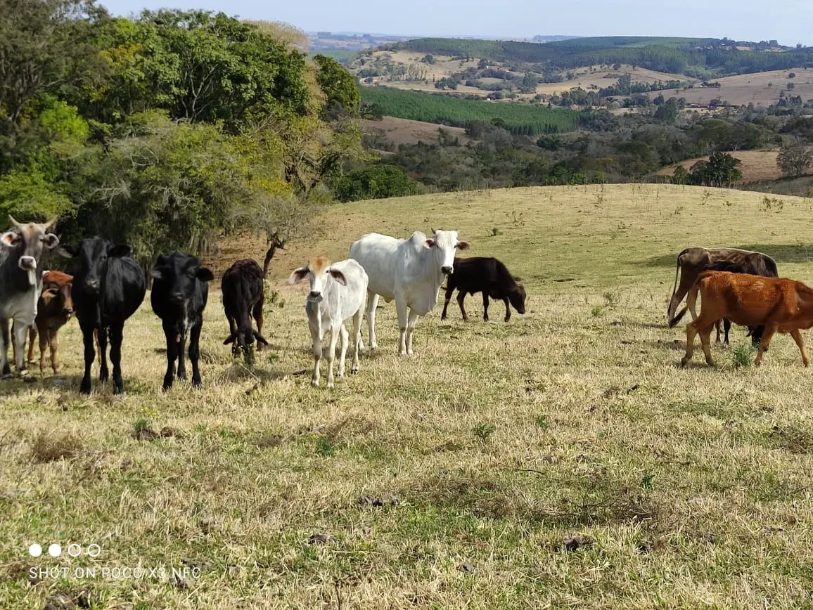 Sítio à venda de 15 ha em Angatuba, SP, Brasil
