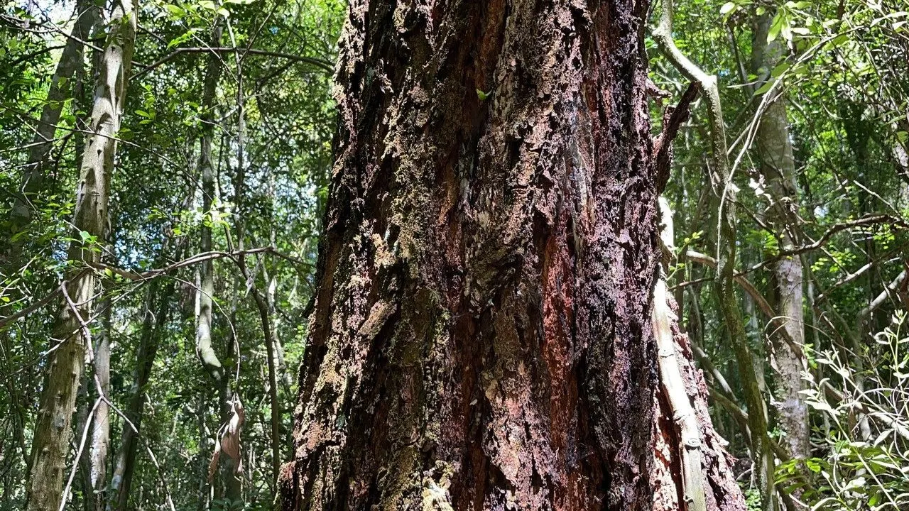Chácara à venda de 2 ha em Santo Antônio da Patrulha, RS, Brasil