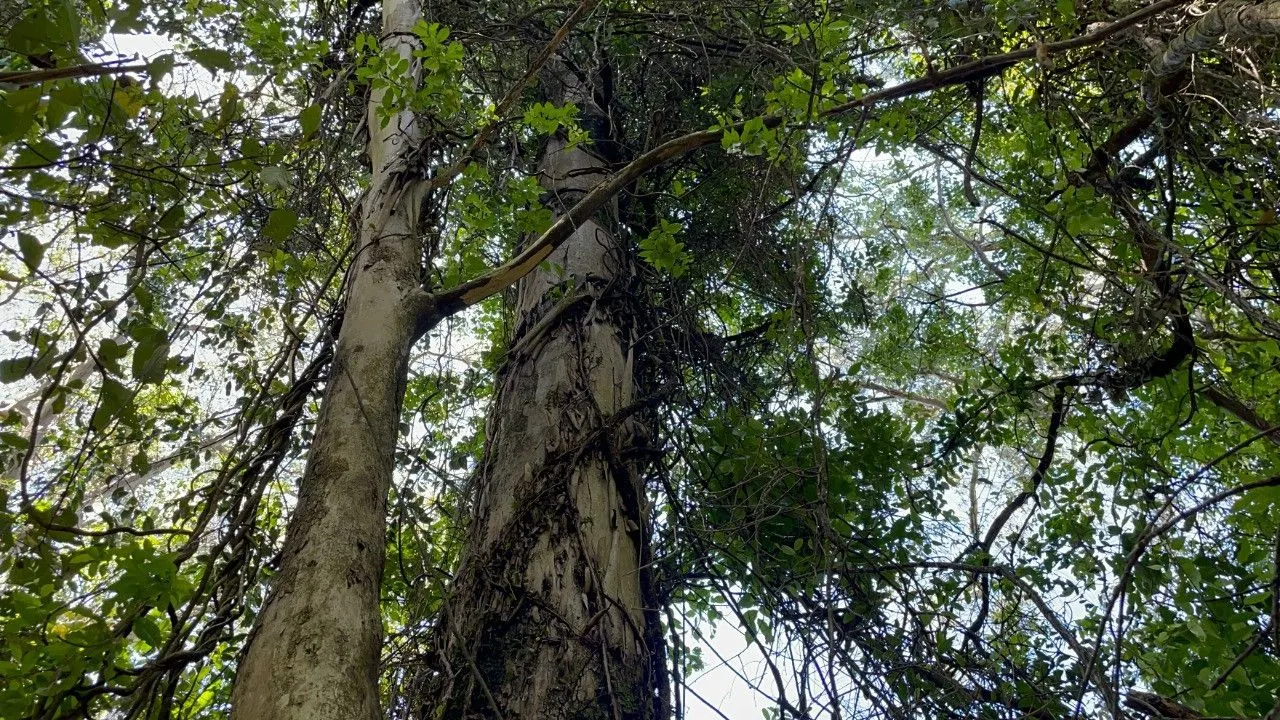 Chácara à venda de 2 ha em Santo Antônio da Patrulha, RS, Brasil