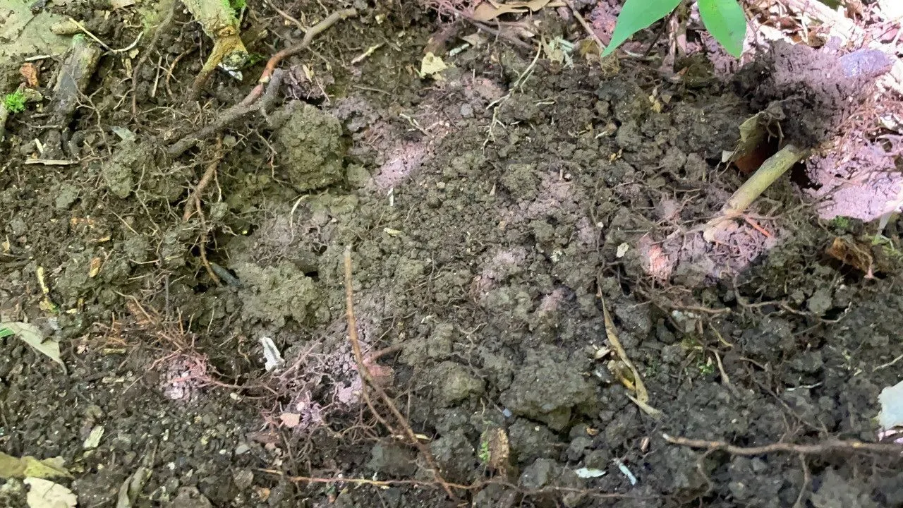 Chácara à venda de 2 ha em Santo Antônio da Patrulha, RS, Brasil