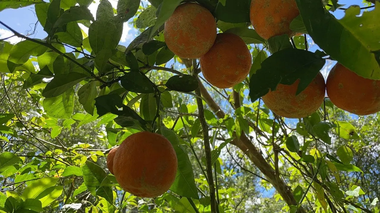 Chácara à venda de 2 ha em Santo Antônio da Patrulha, RS, Brasil