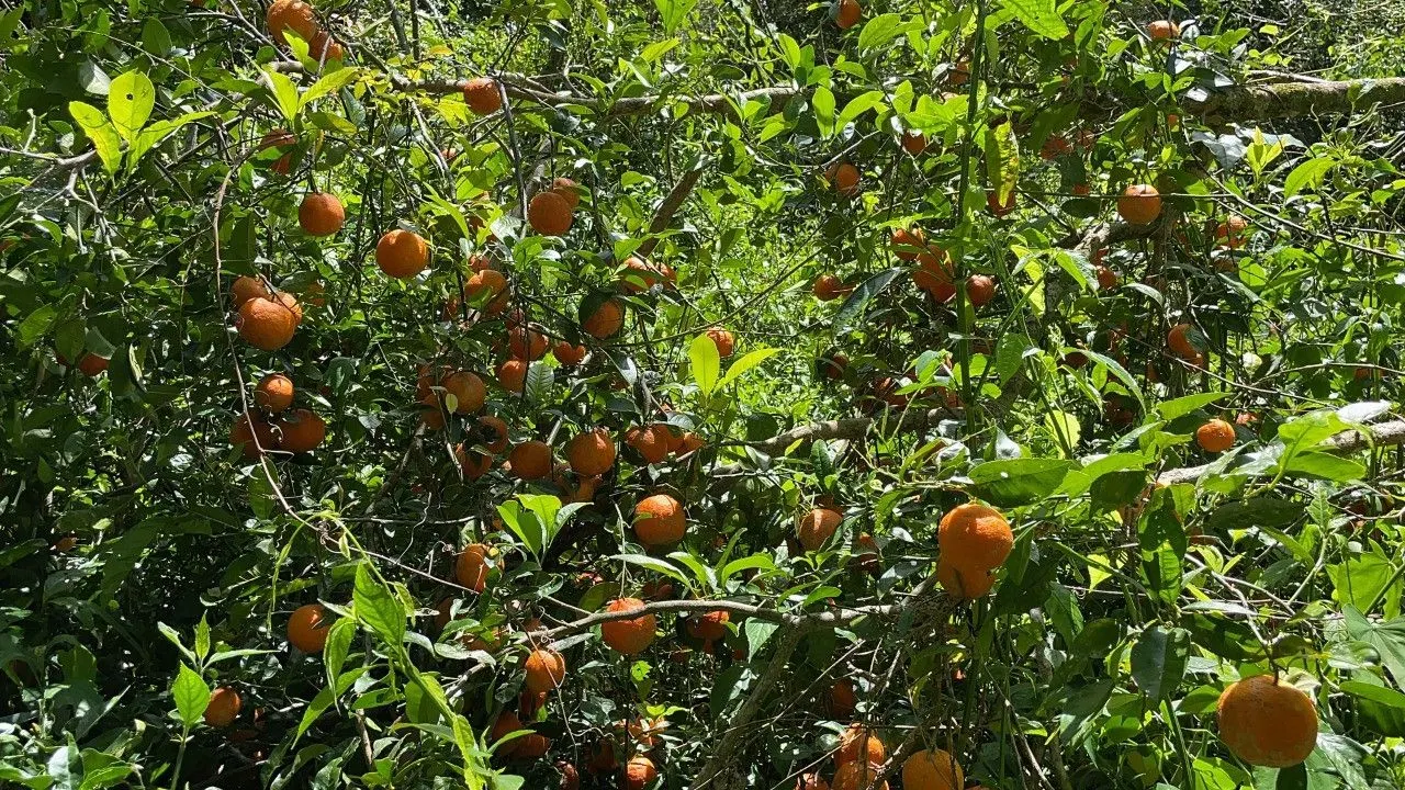 Chácara à venda de 2 ha em Santo Antônio da Patrulha, RS, Brasil