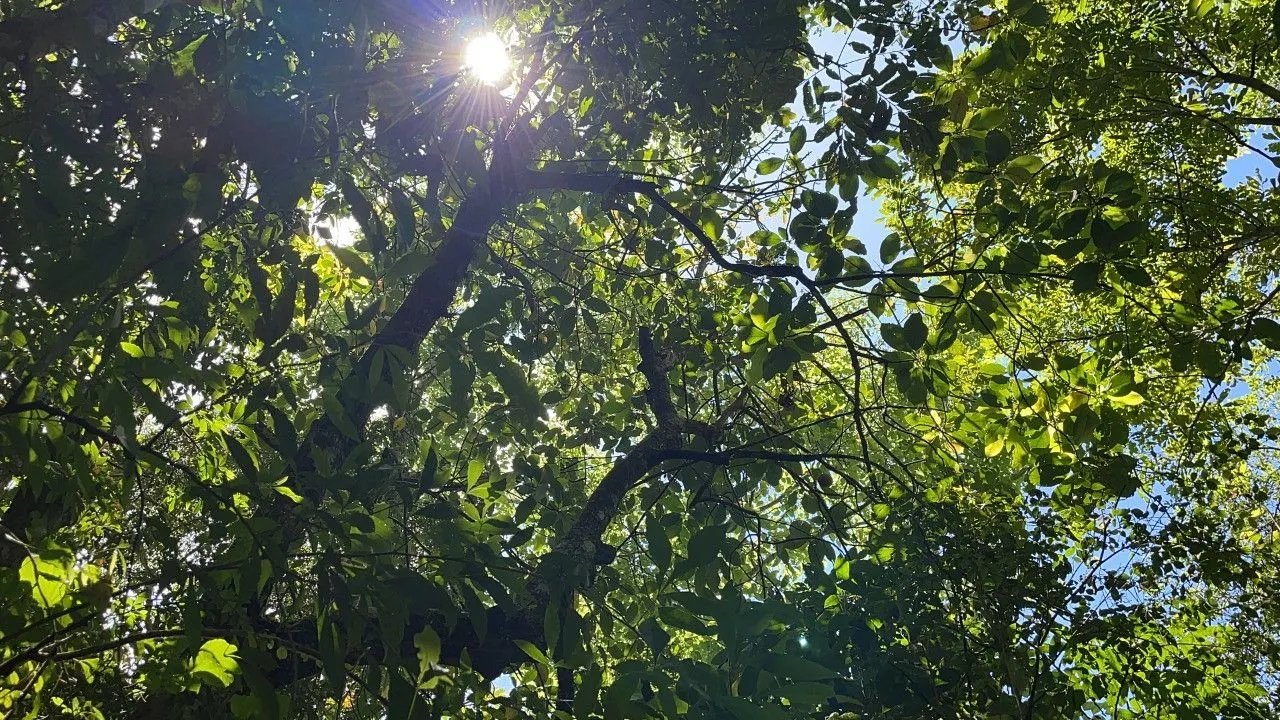 Chácara à venda de 2 ha em Santo Antônio da Patrulha, RS, Brasil