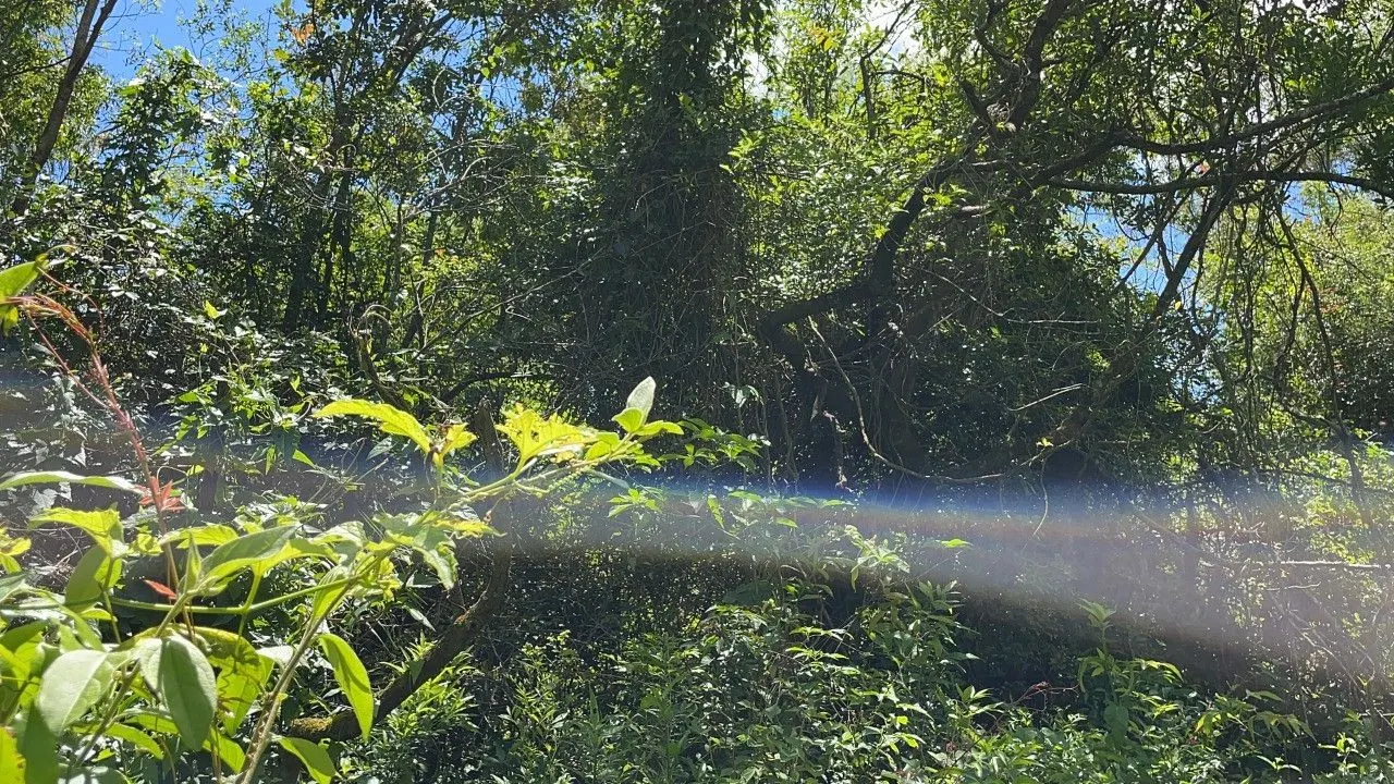 Chácara à venda de 2 ha em Santo Antônio da Patrulha, RS, Brasil