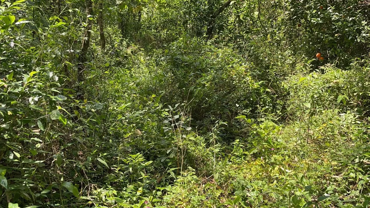 Chácara à venda de 2 ha em Santo Antônio da Patrulha, RS, Brasil