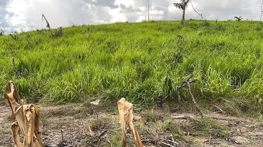 Fazenda à venda e para Arrendar de 1.750 ha em Lábrea, AM, Brasil