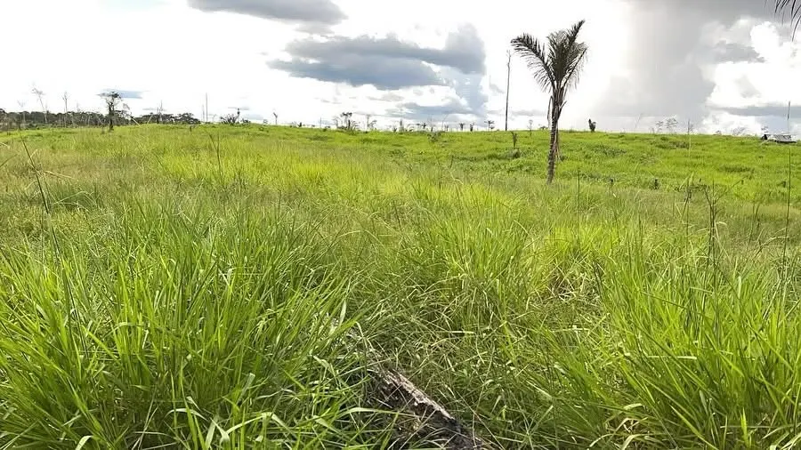 Fazenda à venda e para Arrendar de 1.750 ha em Lábrea, AM, Brasil