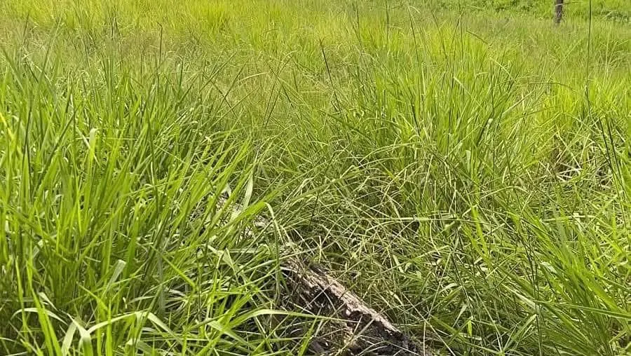 Fazenda à venda e para Arrendar de 1.750 ha em Lábrea, AM, Brasil