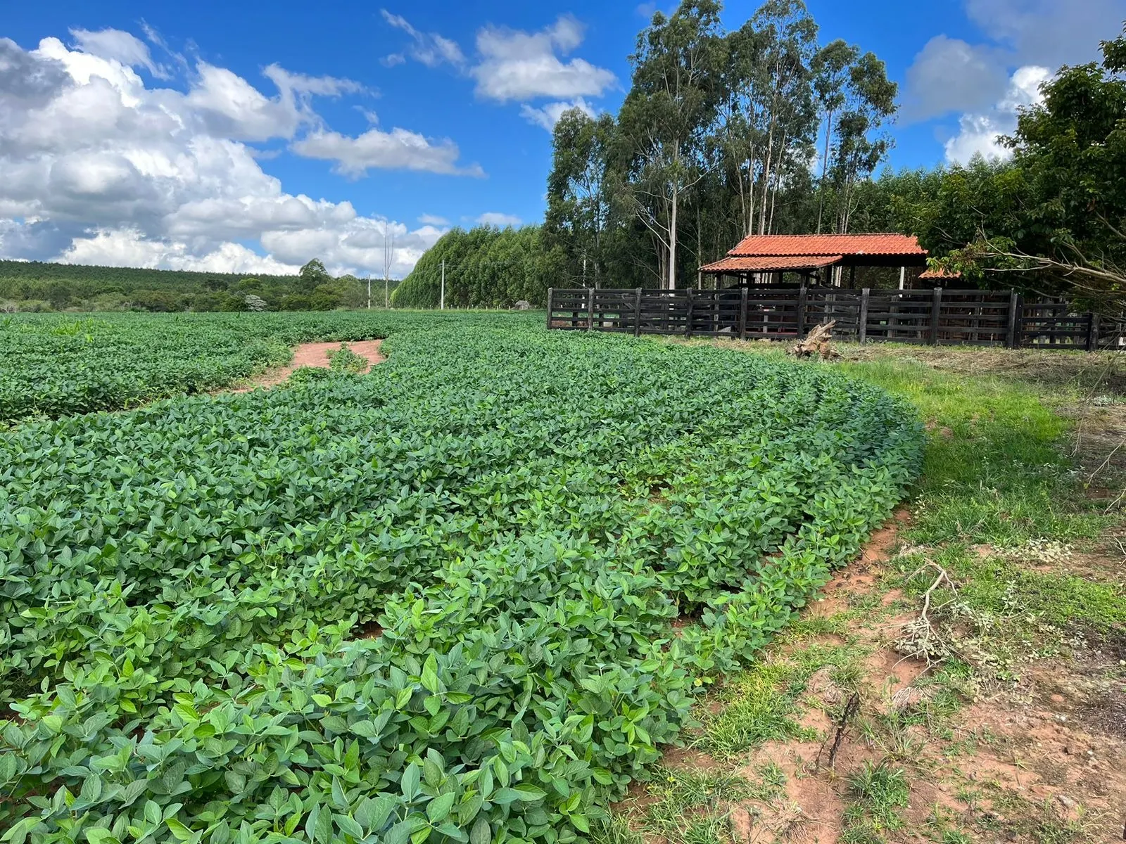 Sítio à venda de 58 ha em Itapetininga, SP, Brasil