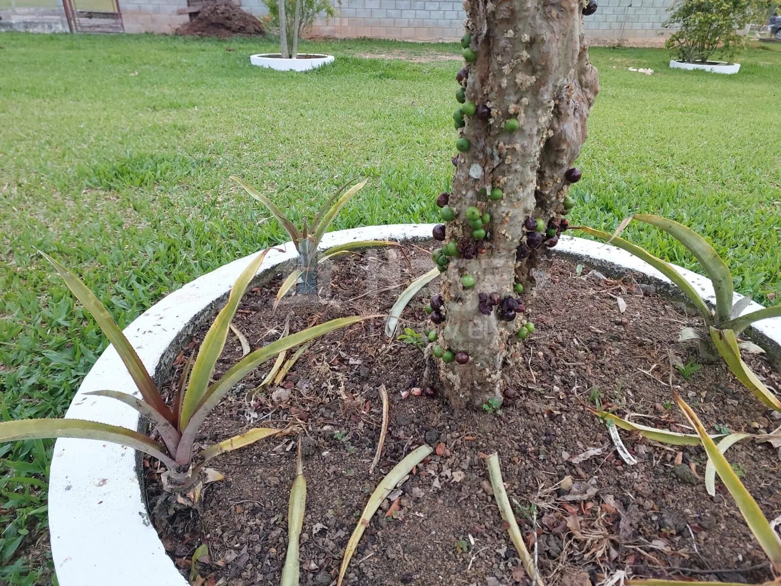 Terreno à venda de 1 ha em Balneário Piçarras, SC, Brasil