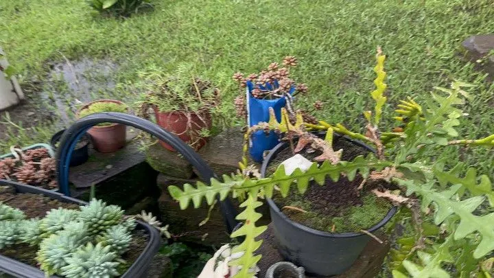 Chácara à venda de 1 ha em Santo Antônio da Patrulha, RS, Brasil
