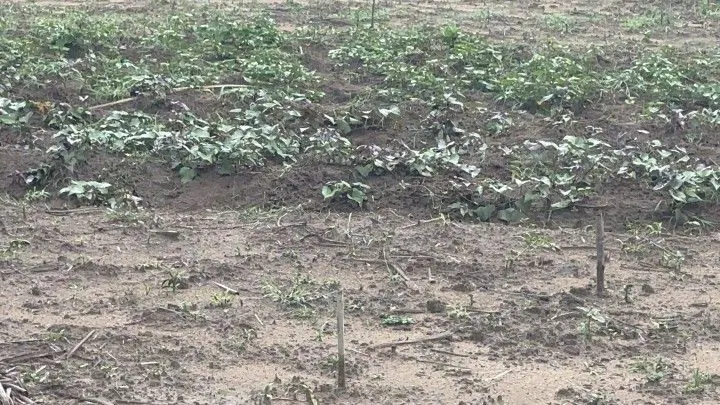 Chácara à venda de 1 ha em Santo Antônio da Patrulha, RS, Brasil