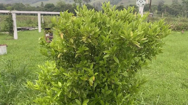 Chácara à venda de 1 ha em Santo Antônio da Patrulha, RS, Brasil
