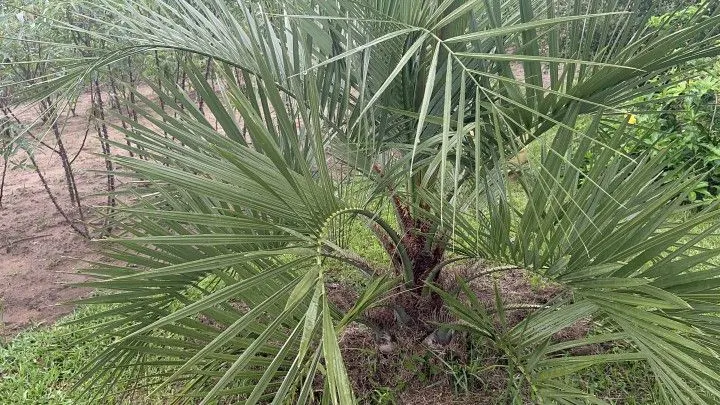 Chácara à venda de 1 ha em Santo Antônio da Patrulha, RS, Brasil