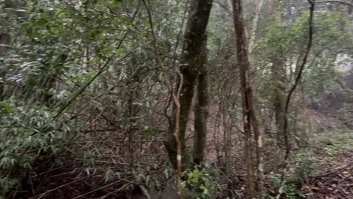 Chácara à venda de 1 ha em Santo Antônio da Patrulha, RS, Brasil