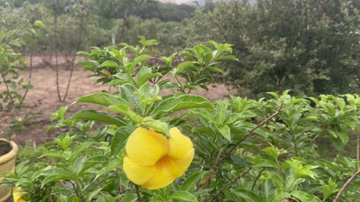 Chácara à venda de 1 ha em Santo Antônio da Patrulha, RS, Brasil