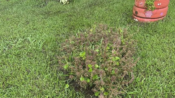 Chácara à venda de 1 ha em Santo Antônio da Patrulha, RS, Brasil
