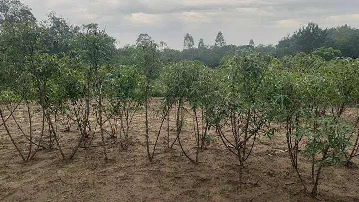 Chácara à venda de 1 ha em Santo Antônio da Patrulha, RS, Brasil