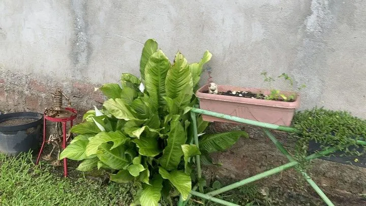 Chácara à venda de 1 ha em Santo Antônio da Patrulha, RS, Brasil