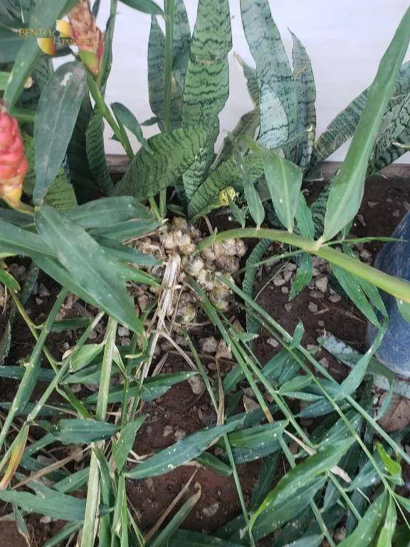 Fazenda à venda de 1.475 ha em Nobres, MT, Brasil