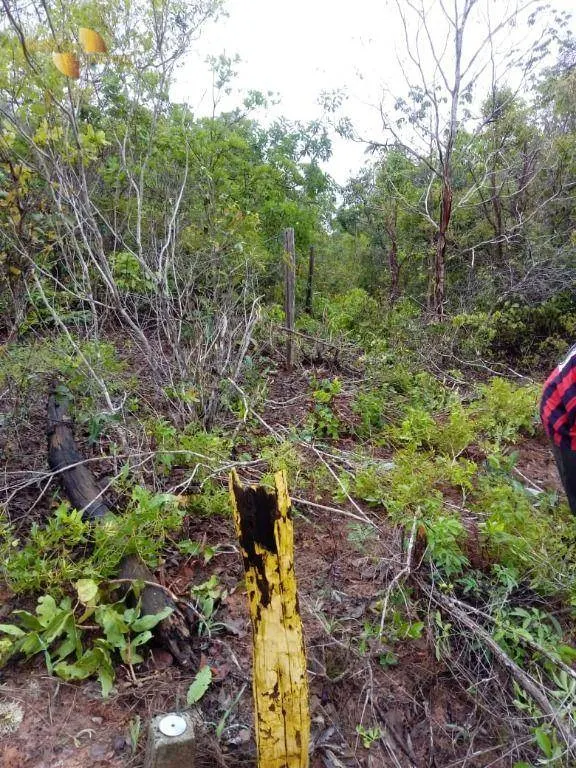 Fazenda à venda de 1.726 ha em Diamantino, MT, Brasil