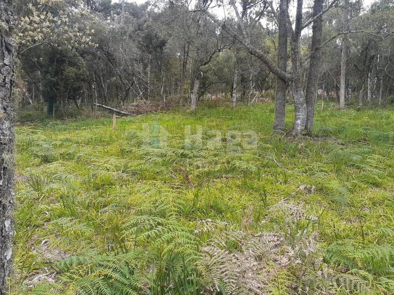 Chácara à venda e para Arrendar de 78 m² em Urubici, SC, Brasil