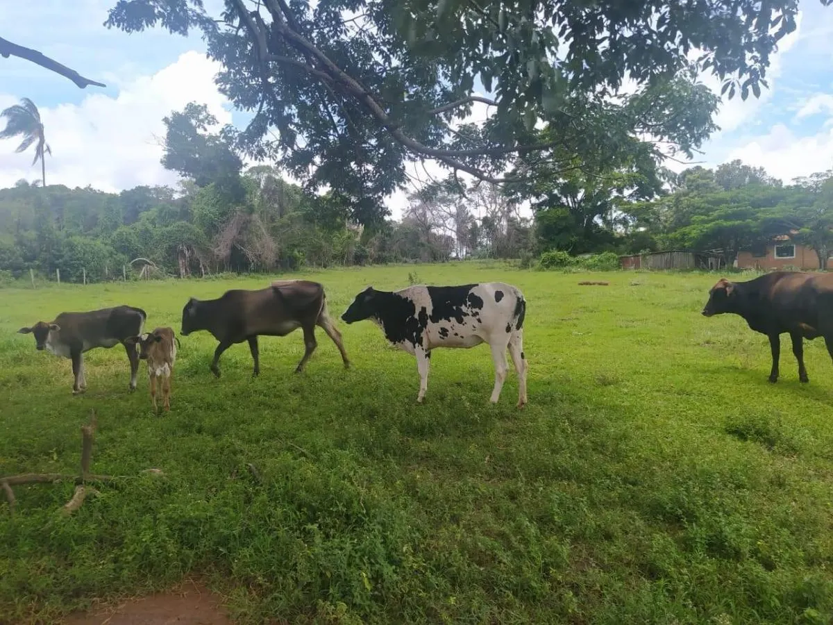 Sítio à venda de 15 ha em Cássia dos Coqueiros, SP, Brasil