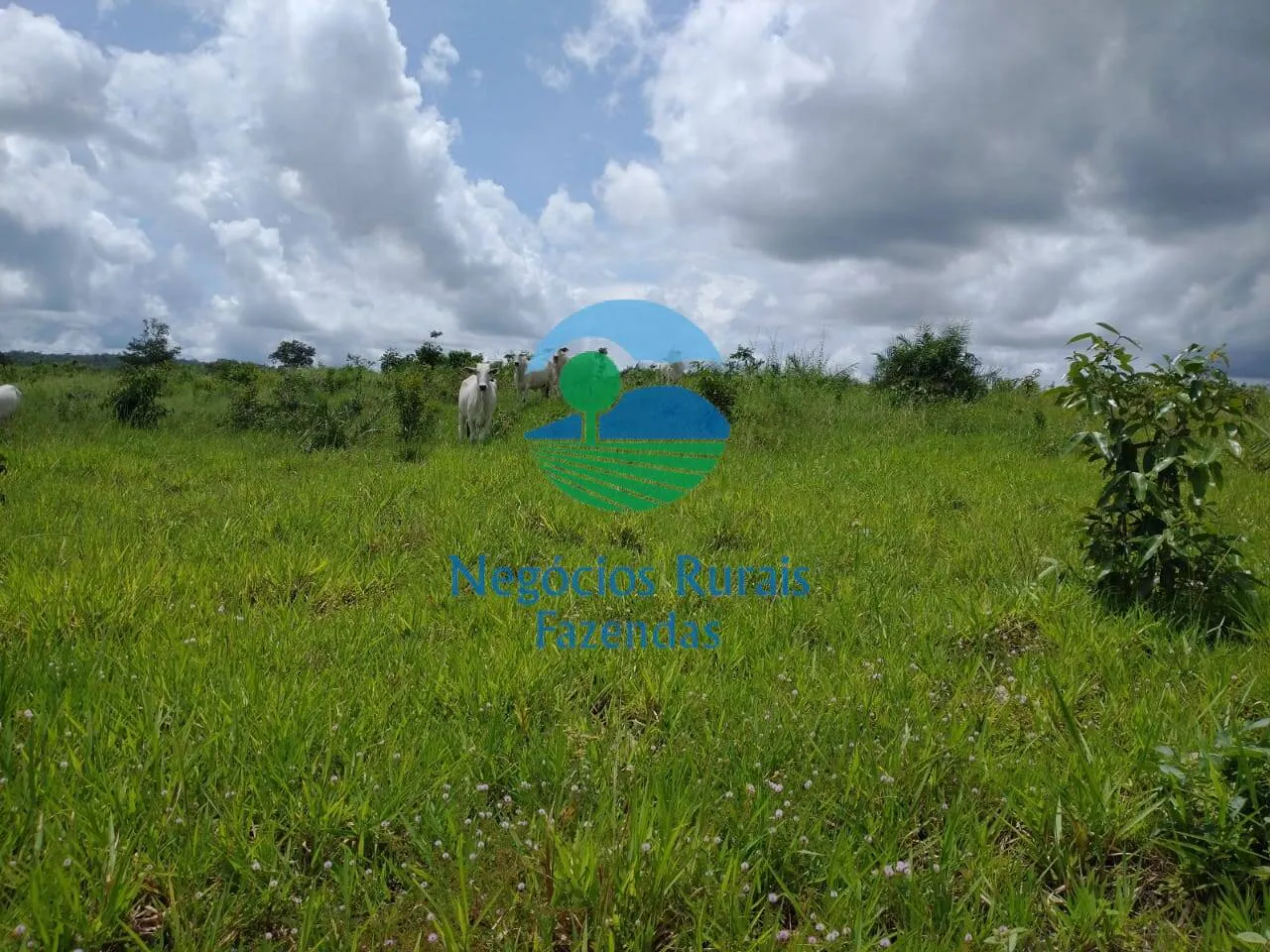 Farm for sale of 2,392 acres in Silvanópolis, TO, Brazil
