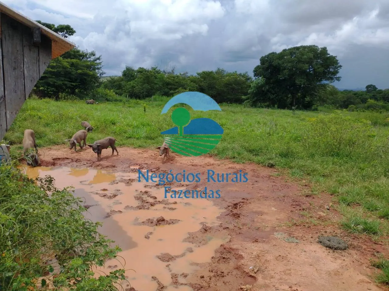 Farm for sale of 2,392 acres in Silvanópolis, TO, Brazil