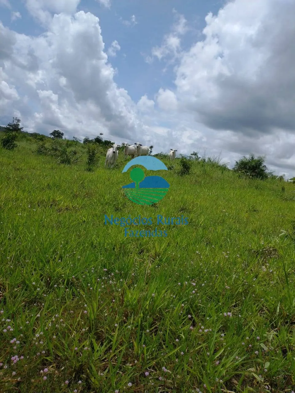 Farm for sale of 2,392 acres in Silvanópolis, TO, Brazil